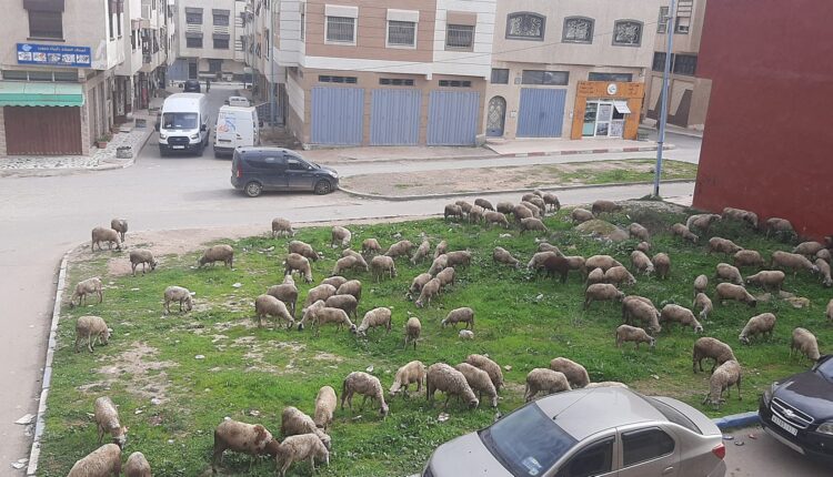 شوارع الجديدة تتحول إلى مرعى للأغنام وسط استنكار الساكنة