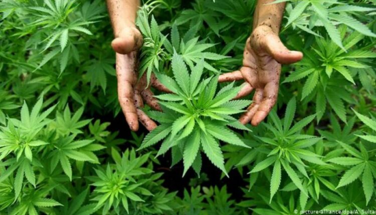 شفشاون: البدأ في تشييد أول معمل لمعالجة وتحويل القنب الهندي