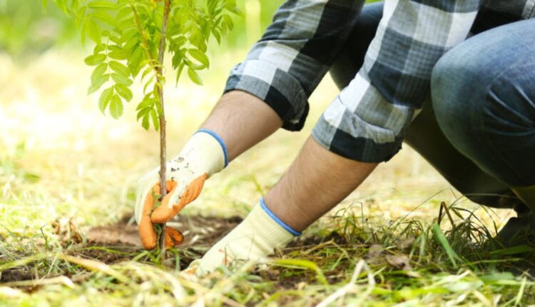العراق تحارب التصحر عبر مبادرة زراعة خمسة ملايين شجرة