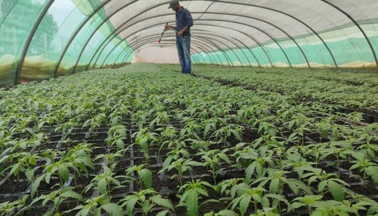 إصدار أزيد من 3000 ترخيص منذ مطلع 2024 لانتاح واستعمال القنب الهندي